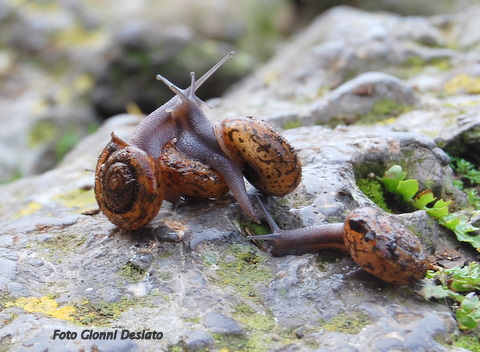 Chilostoma (Campylaea)planospira occultatum (Paulucci, 1886)